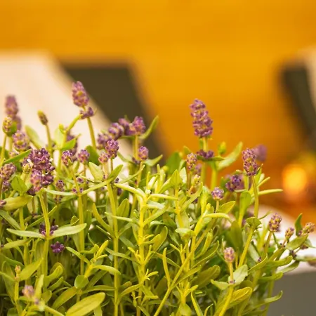 Apartment Wellnessoase Mitten In Triberg